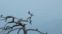 Rhynchopsitta terrisi