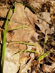 Carex debilis