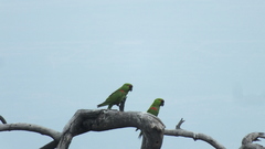 Rhynchopsitta terrisi