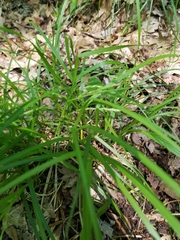 Carex debilis