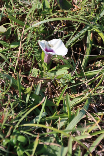 Image of Ipomoea sinensis by (c) Tony Rebelo, some rights reserved (CC BY-SA)