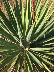 Yucca aloifolia