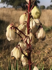 Yucca aloifolia