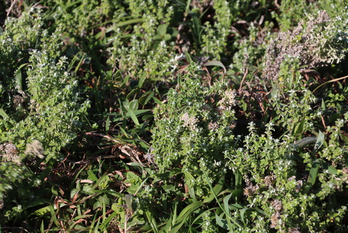 Image of Plecostachys serpyllifolia by (c) Tony Rebelo, some rights reserved (CC BY-SA)
