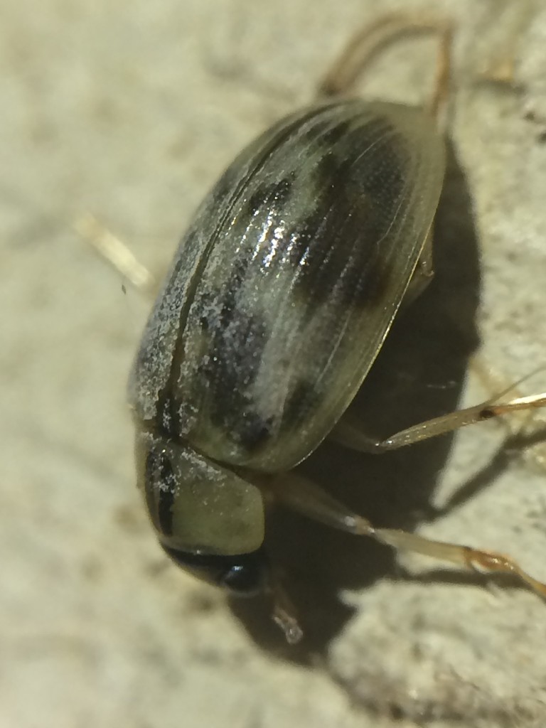 Berosus