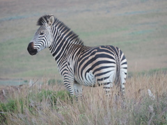 Equus quagga crawshayi