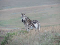Equus quagga crawshayi