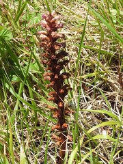 Orobanche hederae