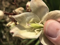 Yucca aloifolia