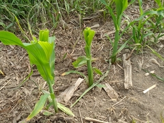 Zea mays mays