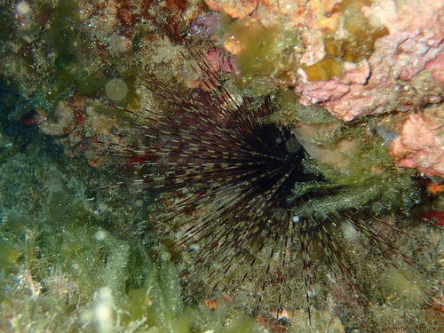 Centrostephanus longispinus