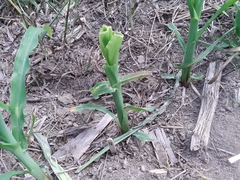 Zea mays mays