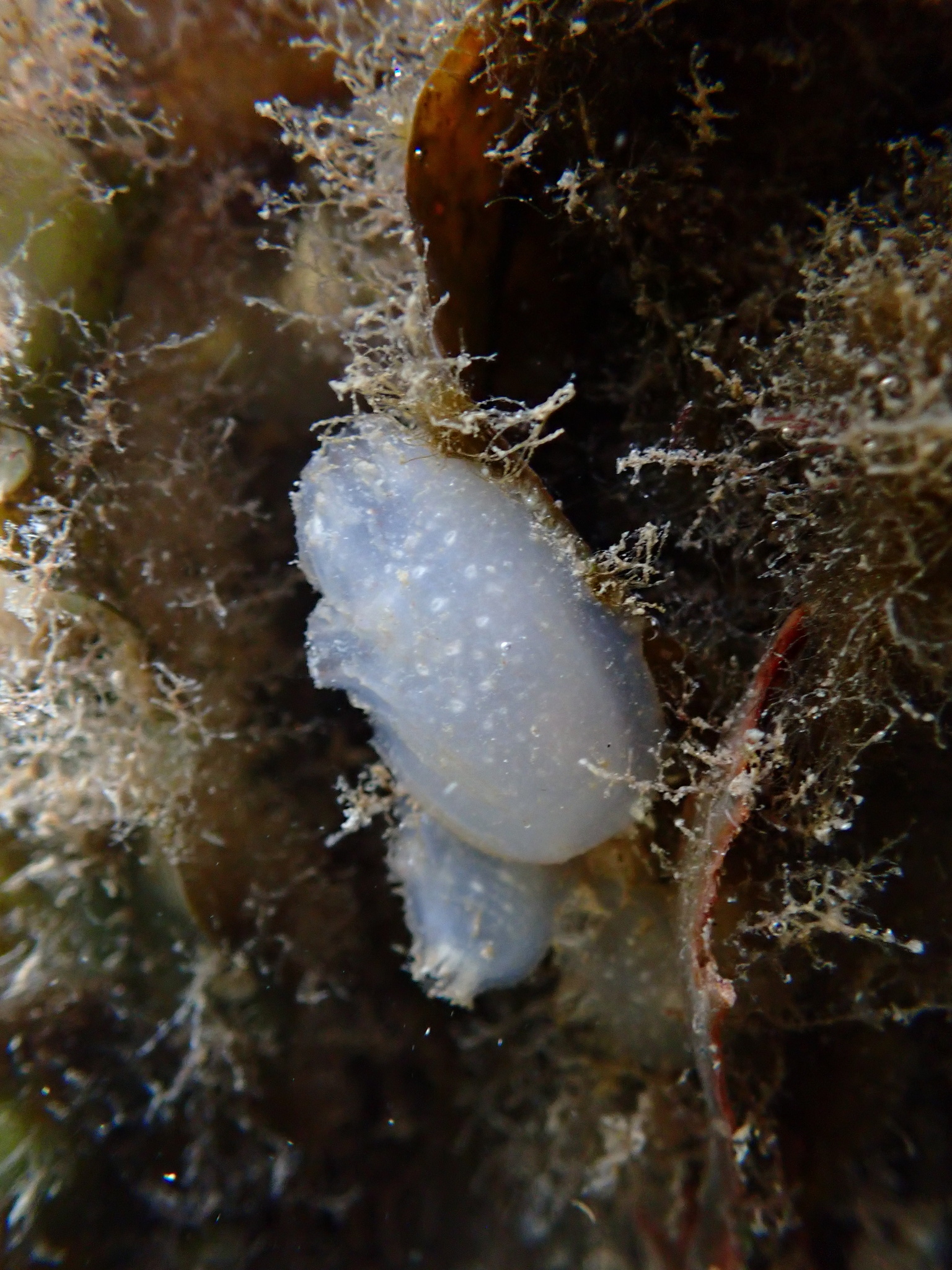 Ascidiella aspersa (Müller, 1776)