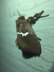 Monoleuca semifascia