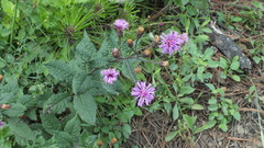 Vernonia greggii