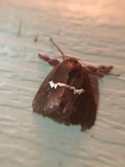 Monoleuca semifascia