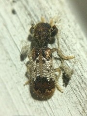 Pelonium leucophaeum