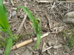 Zea mays mays