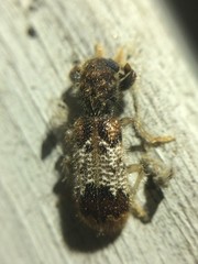 Pelonium leucophaeum
