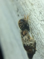 Pelonium leucophaeum