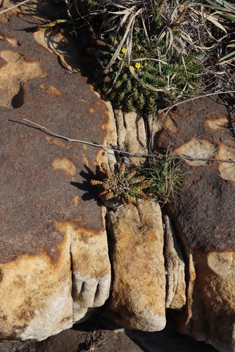 Image of Euphorbia flanaganii by (c) Tony Rebelo, some rights reserved (CC BY-SA)