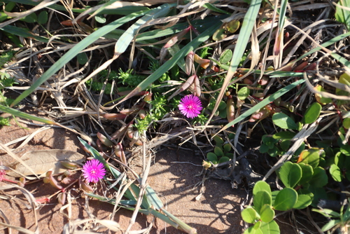 Delosperma vinaceum, photograph 6