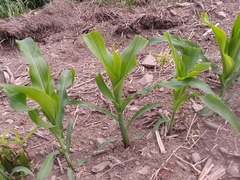 Zea mays mays