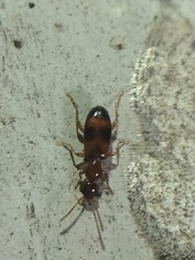 Vacusus vicinus