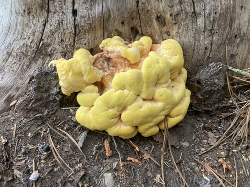 iNaturalist observation photo of Conifer Chicken of the Woods