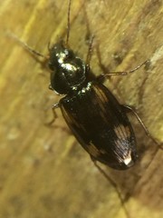 Tetragonoderus