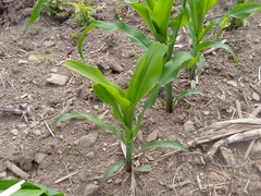 Zea mays mays