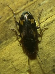 Tetragonoderus