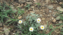 Melampodium cinereum
