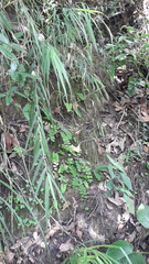 Adiantum philippense