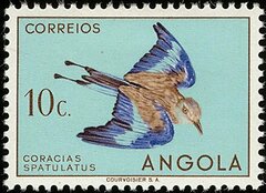Racket-Tailed Roller photo 4