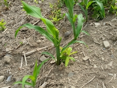 Zea mays mays