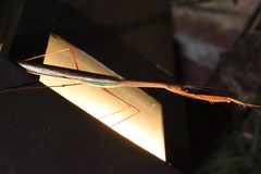 Tenodera superstitiosa