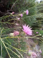 Ptilostemon chamaepeuce