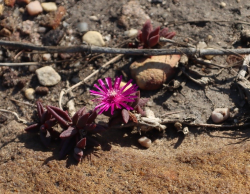 Delosperma vinaceum, photograph 5
