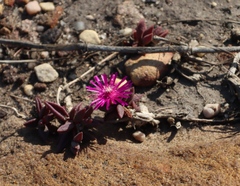 (c) Tony Rebelo, some rights reserved (CC BY-SA) Delosperma vinaceum, photograph (c) Tony Rebelo, some rights reserved (CC BY-SA)