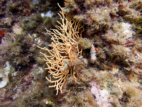 Eunicella cavolini