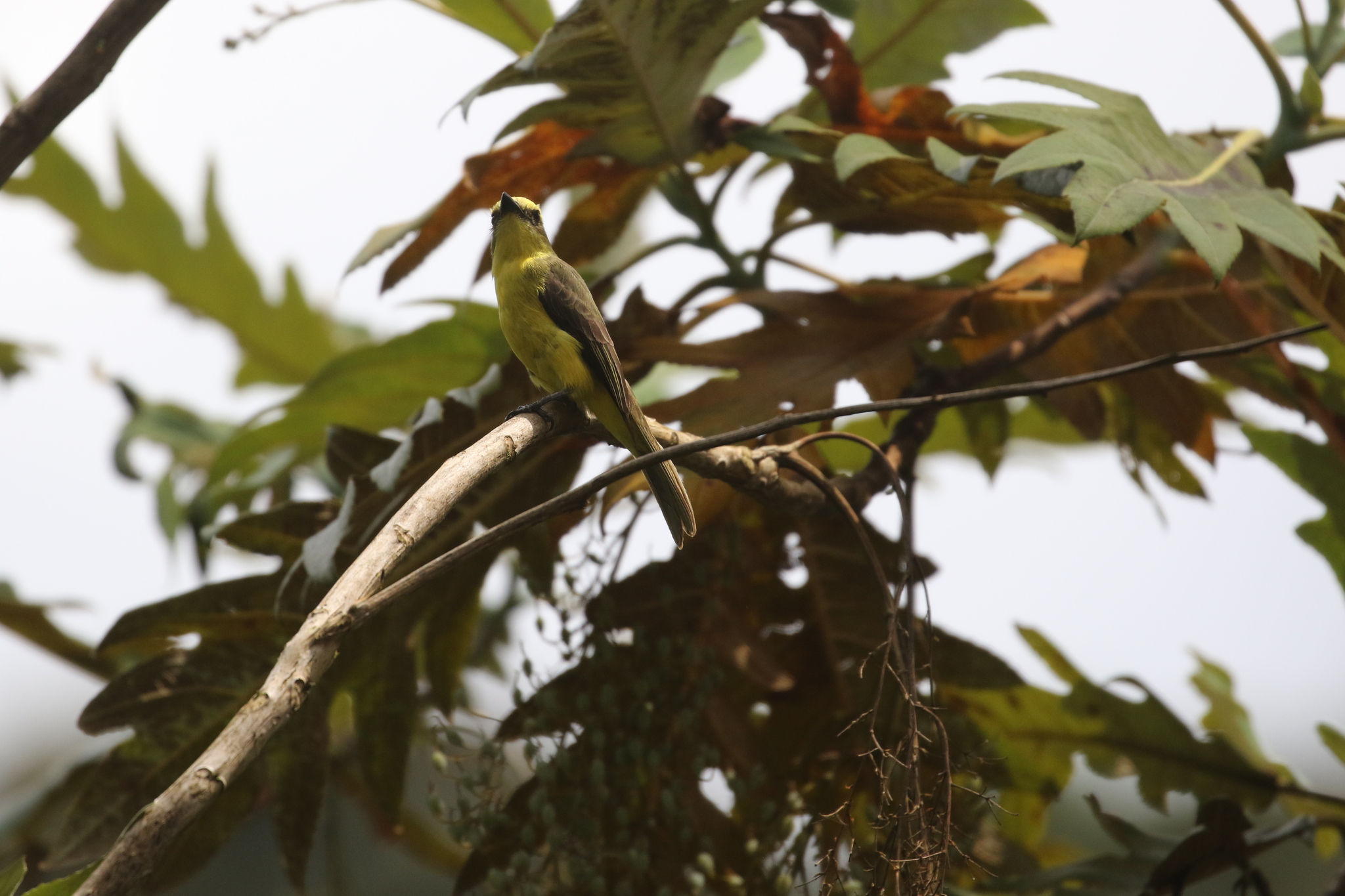 Lemon-browed Flycatcher (Conopias cinchoneti), photo 8