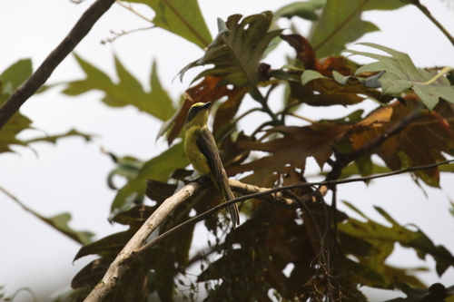 Lemon-browed Flycatcher (Conopias cinchoneti), photo 8