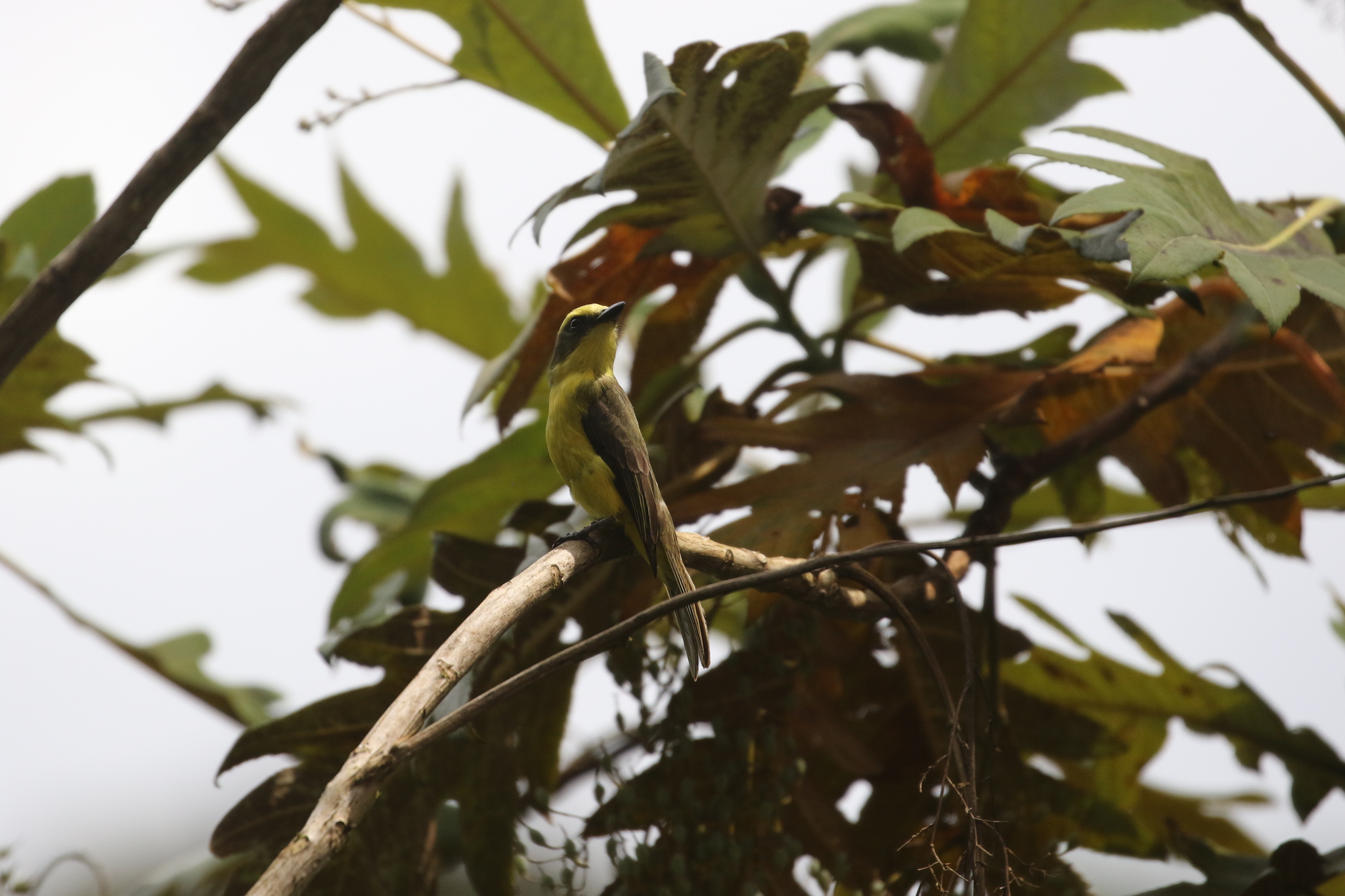 Lemon-browed Flycatcher (Conopias cinchoneti), photo 9