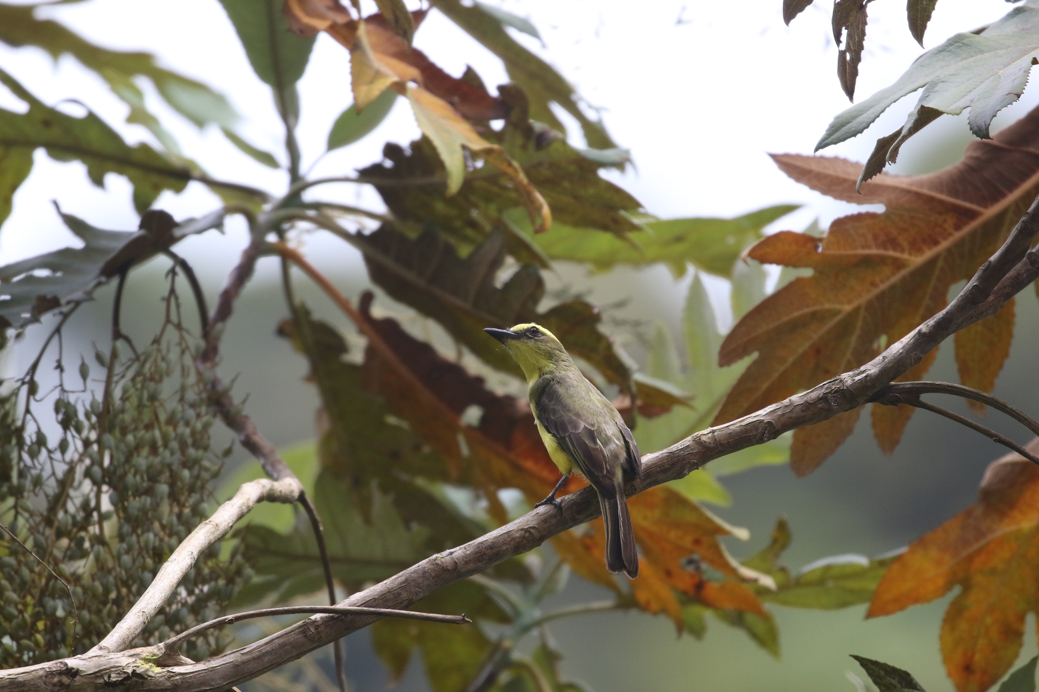 Lemon-browed Flycatcher (Conopias cinchoneti), photo 10