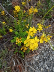 Hypericum empetrifolium