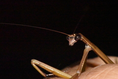 Tenodera superstitiosa