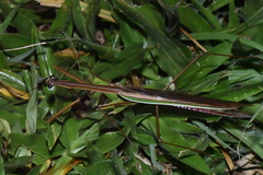 Tenodera superstitiosa