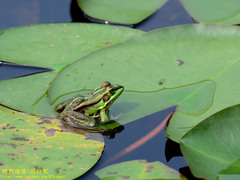 Pelophylax fukienensis