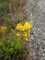 Hypericum empetrifolium